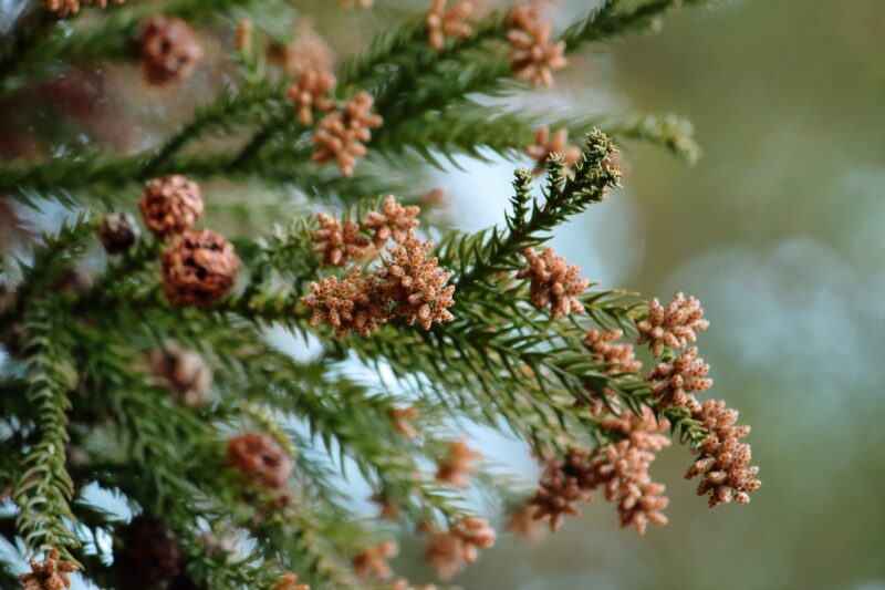 花粉症対策に効果的な食事とは？腸を健康にすると花粉症も楽になる！